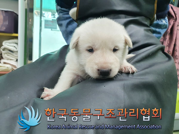 한국동물구조관리협회_441559202301036
